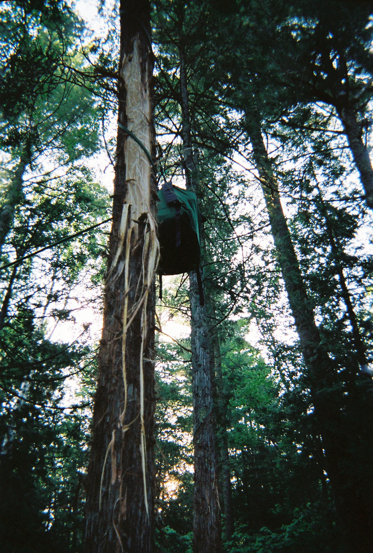 safe backpack in tree