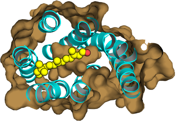 rhodopsin