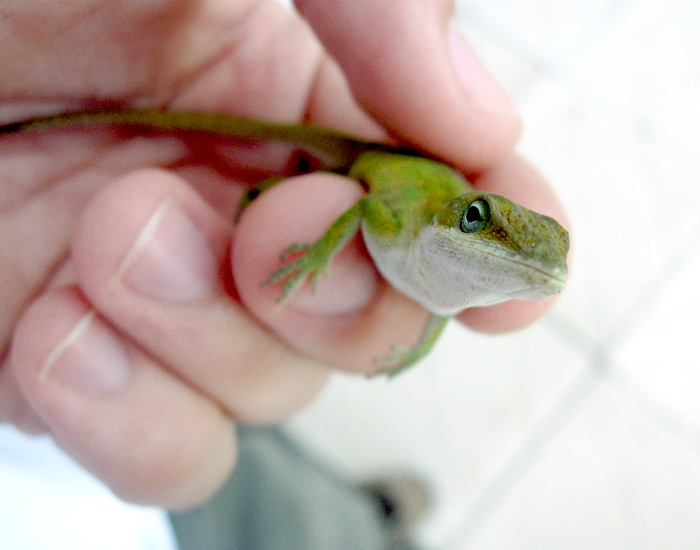 Anole