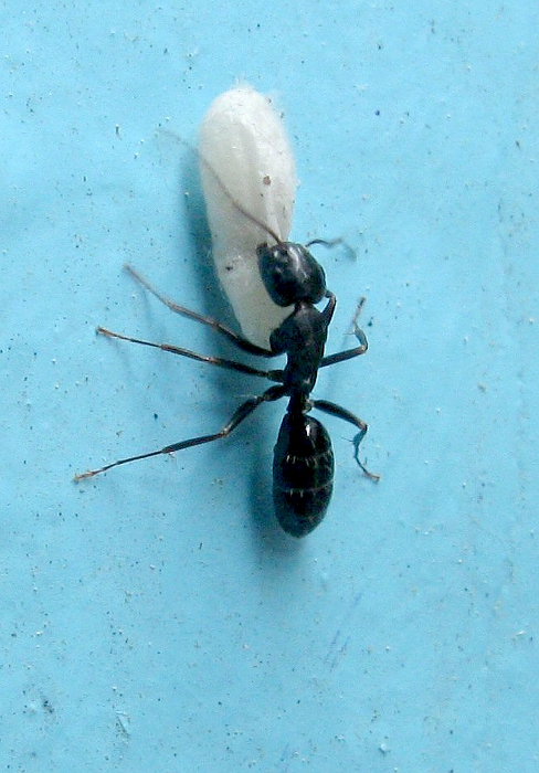 Ant with an egg