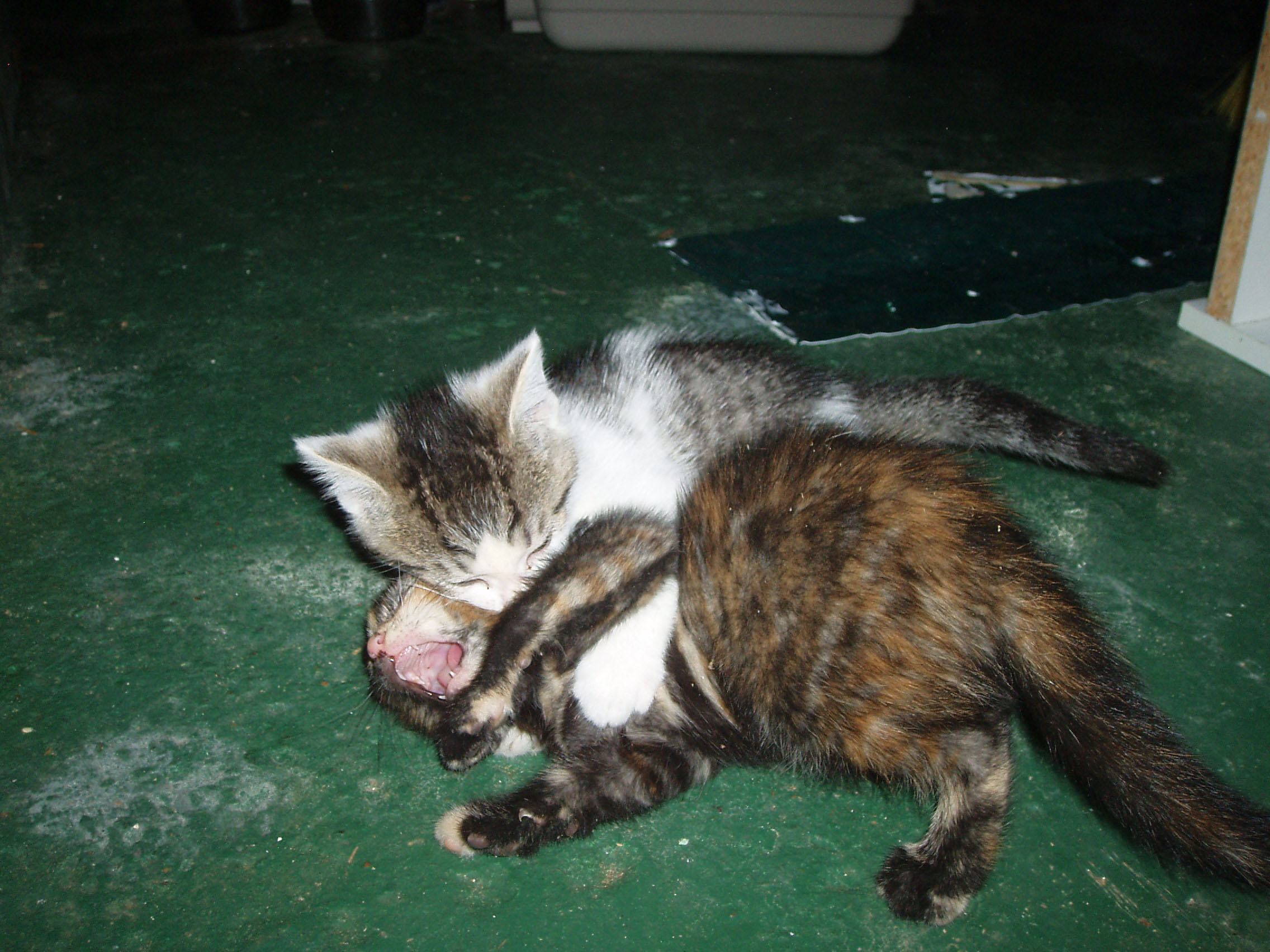 Wrestling kittens