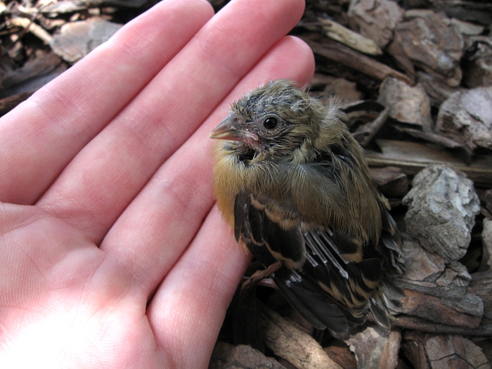 Baby bird