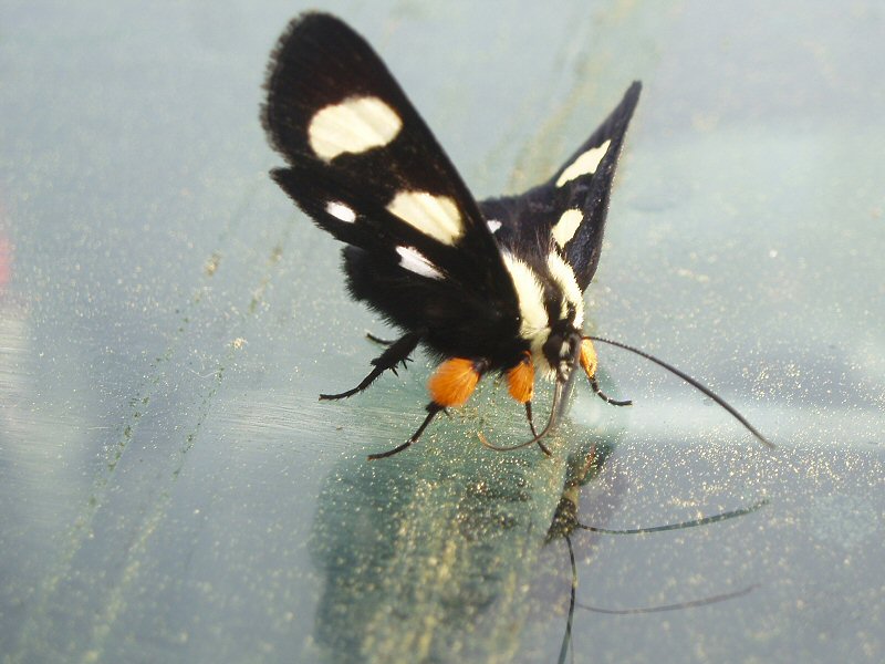 Butterfly licking pollen off a windshield