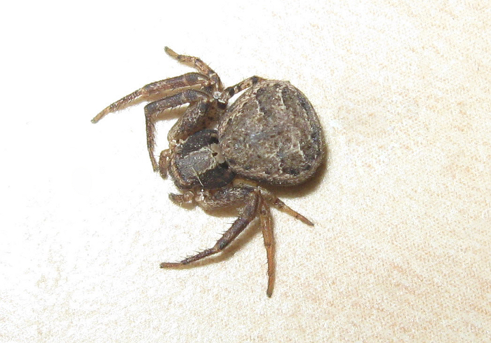 Crab spider