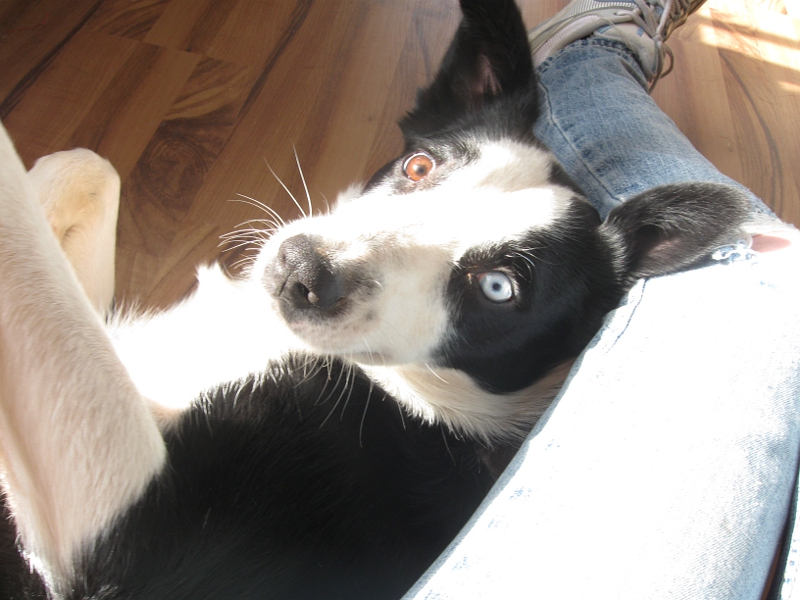 Border Collie heterochromia