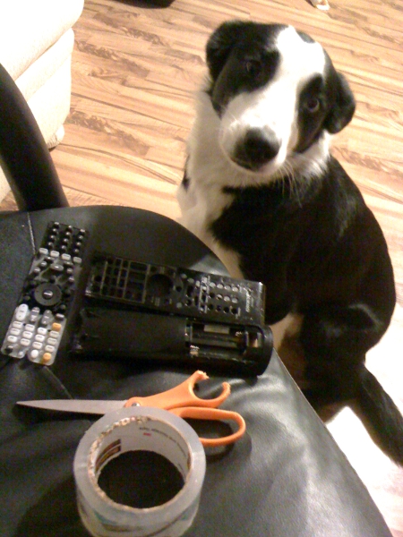 Guilty Border Collie