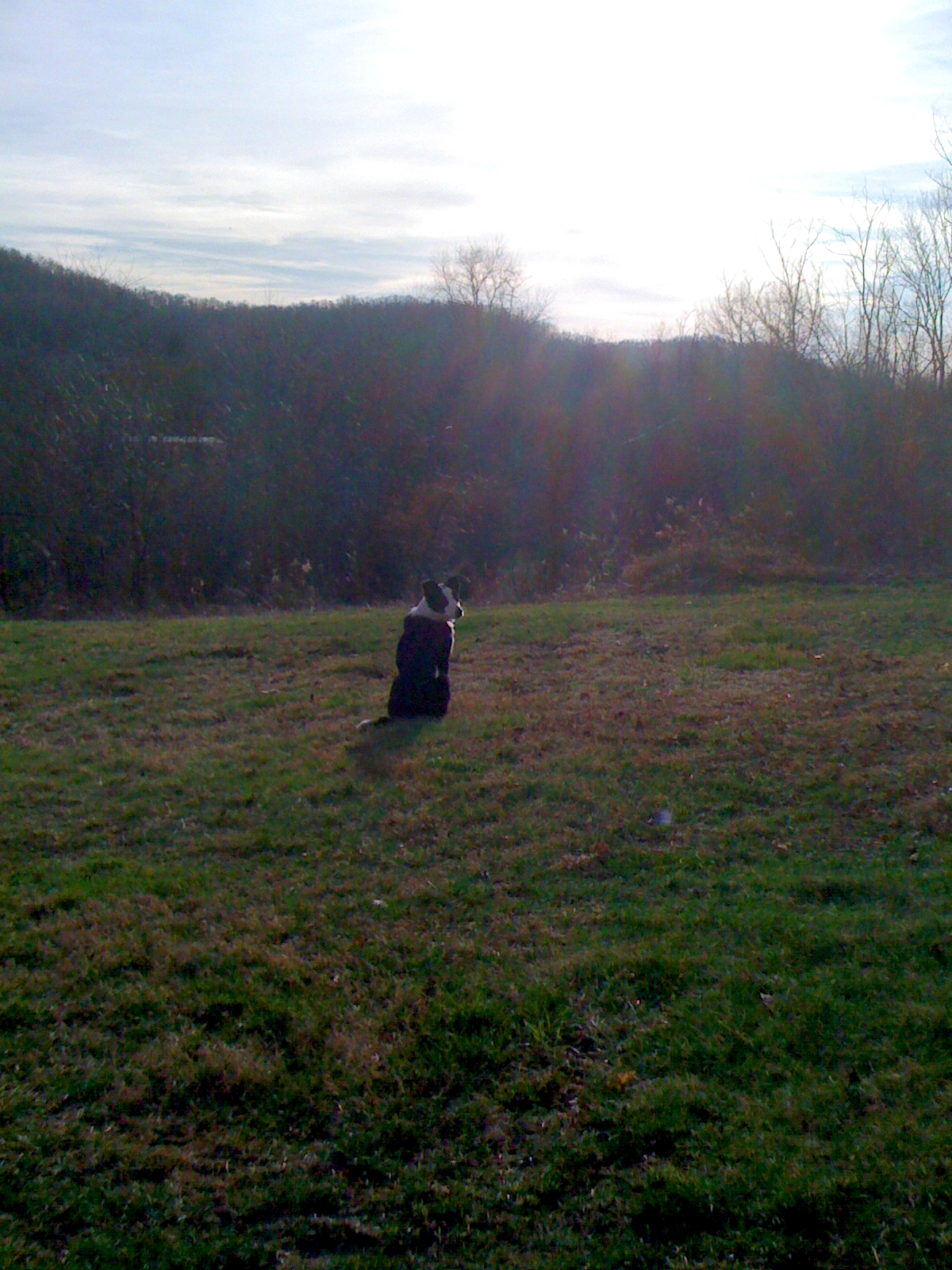 Border Collie watching the sunset