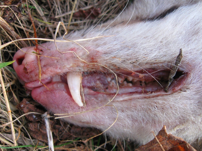 Dead opposum