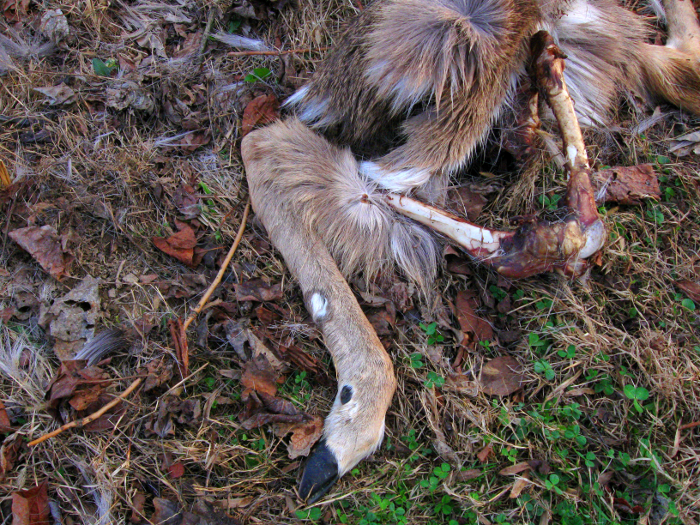 Deer leg and bone