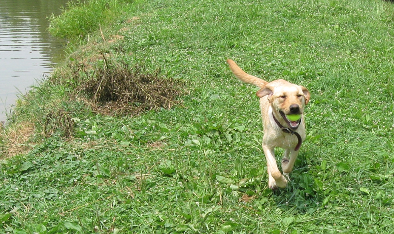 Dog fetch