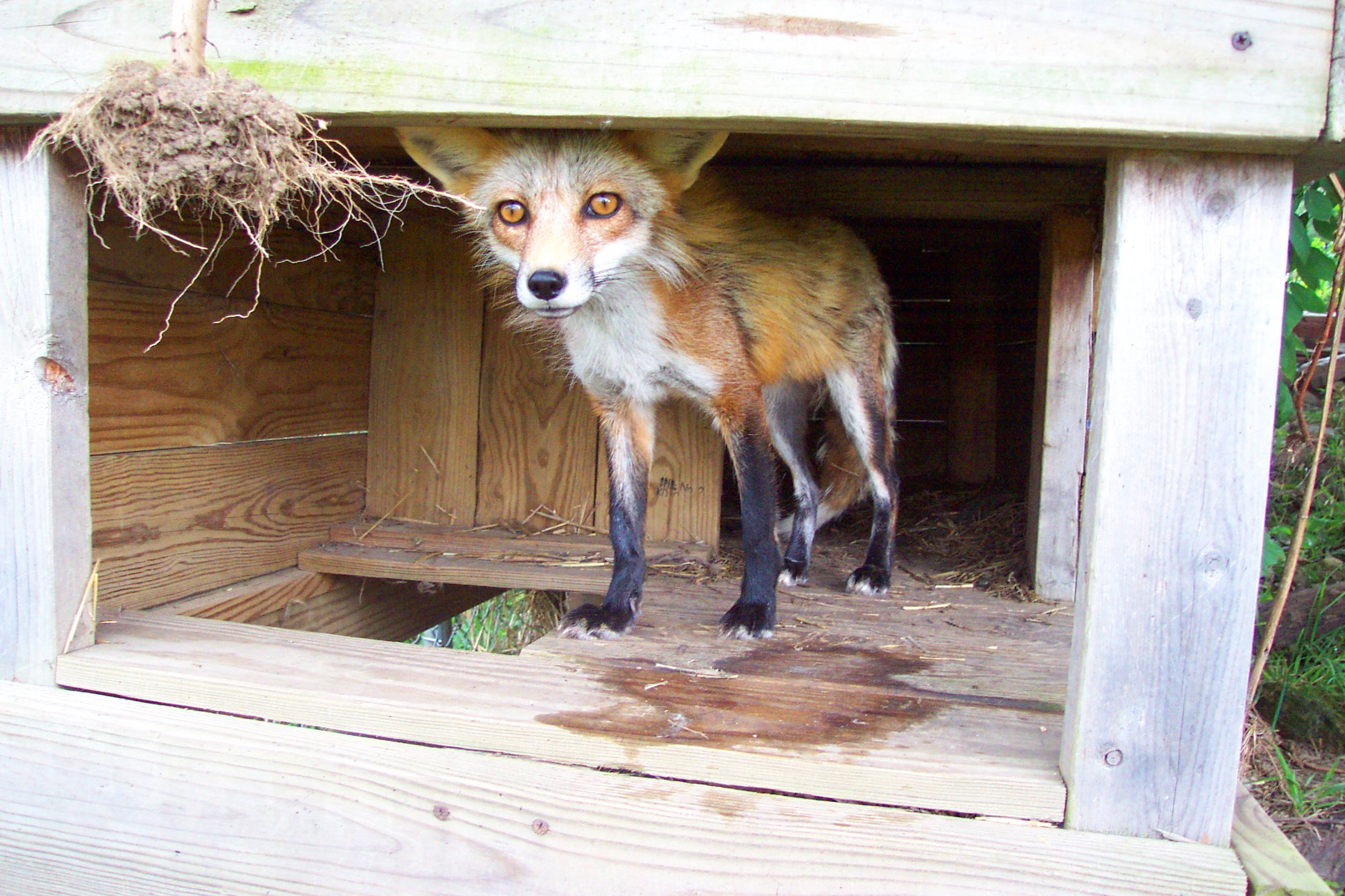 Shy fox