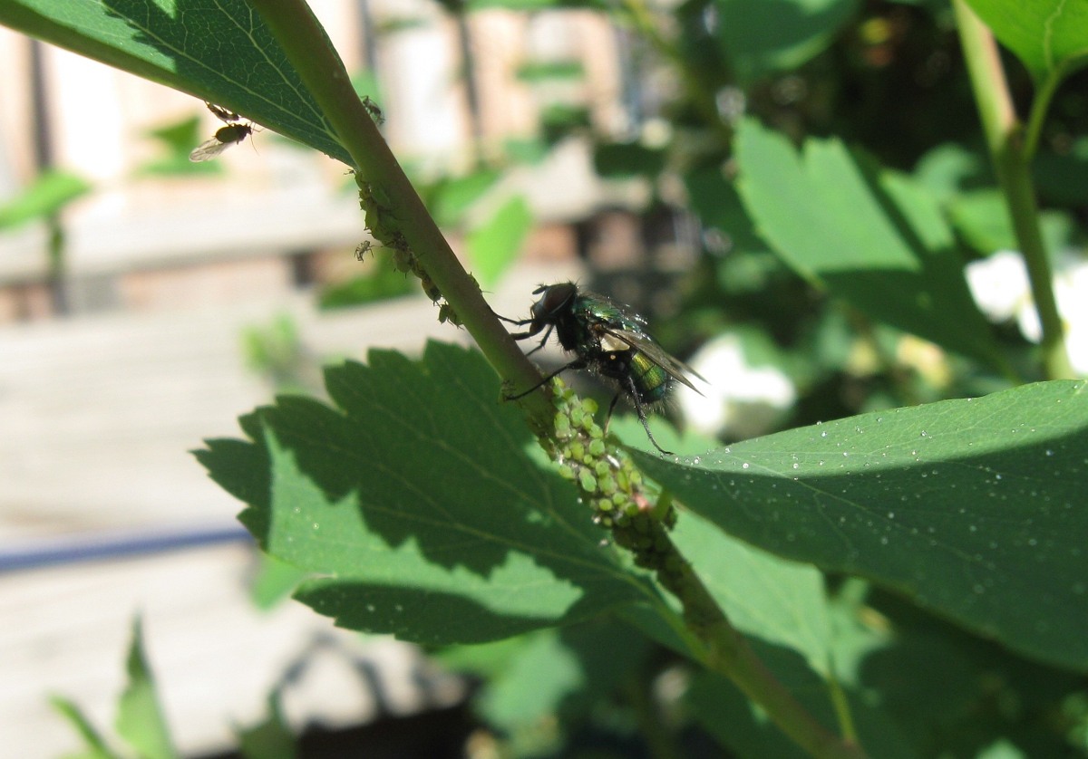 Fly eating aphids