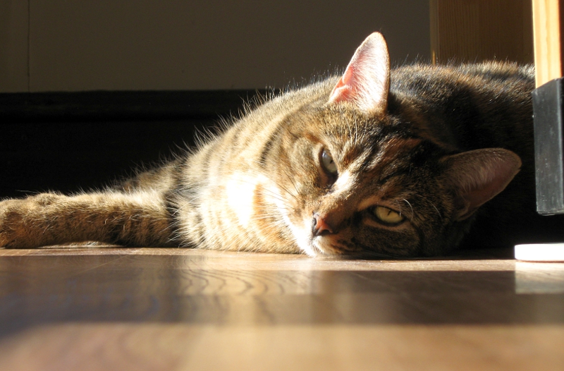 Gracie in the sun