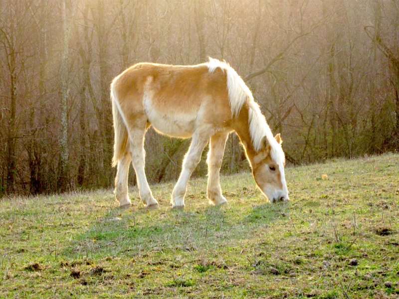 Young horse