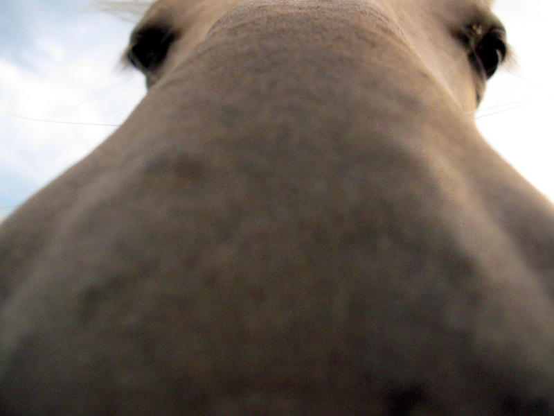 View from a horsefly