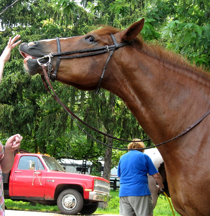 Horse smelling by using the Flehmen organ in the roof of its mouth