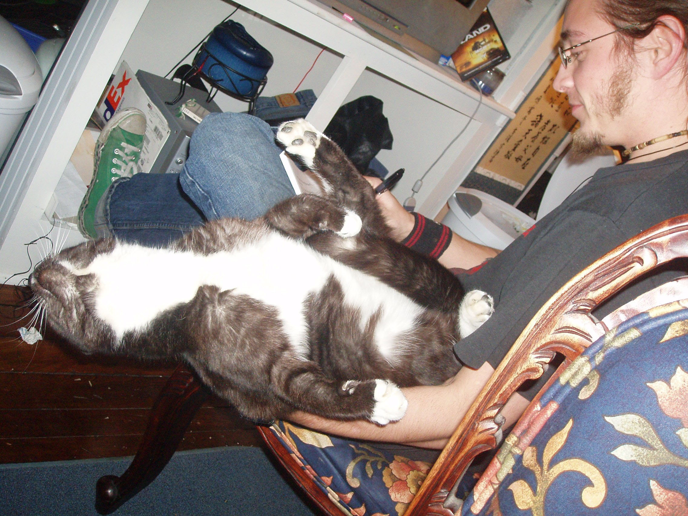 Needy cat performing a balancing act