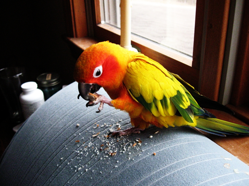 Conure eating almonds