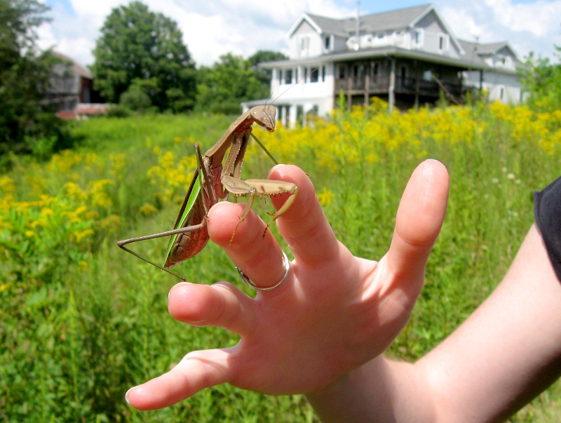 Giant pregnant praying mantis