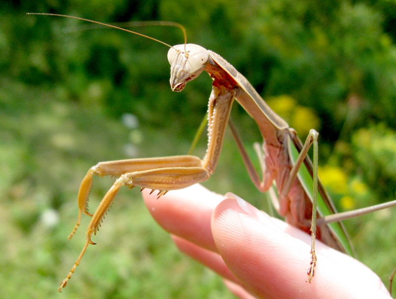 Praying mantis