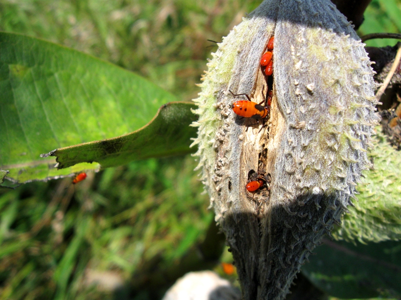 Milkweed bugs
