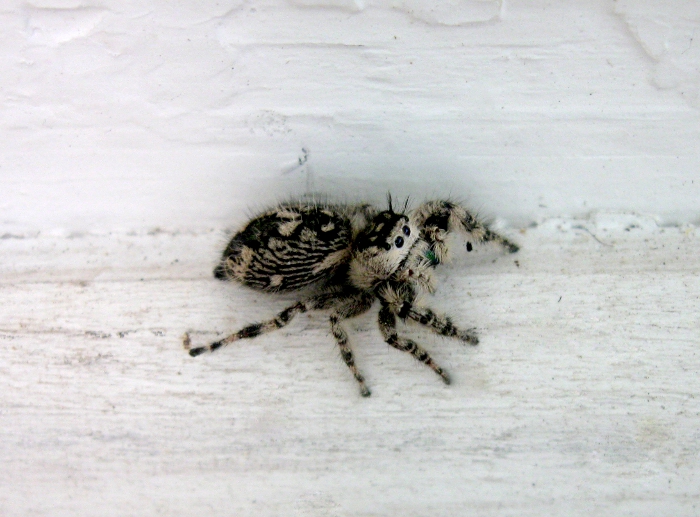 Odd-looking jumping spider