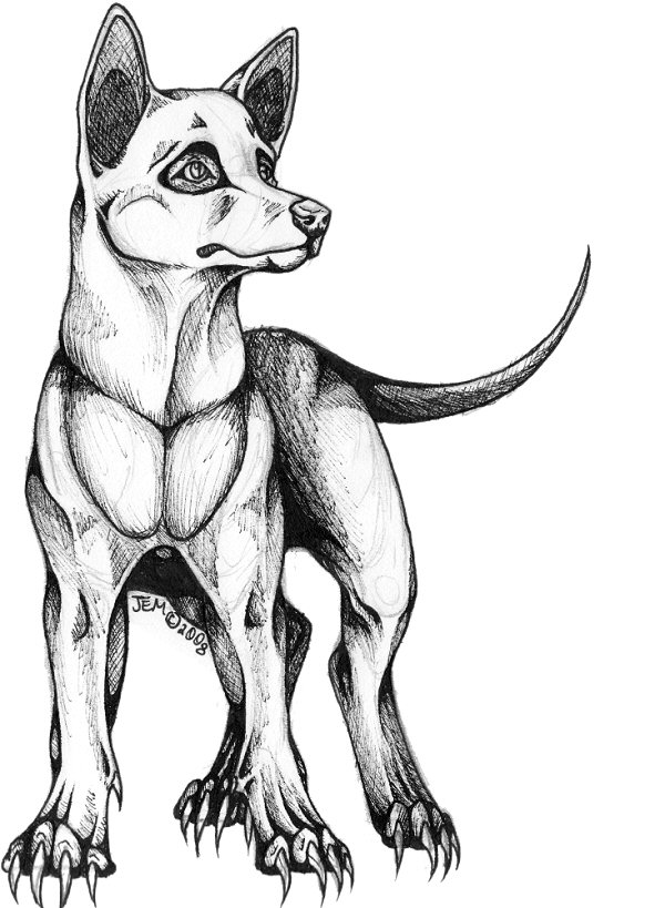 Pyronatus puppy