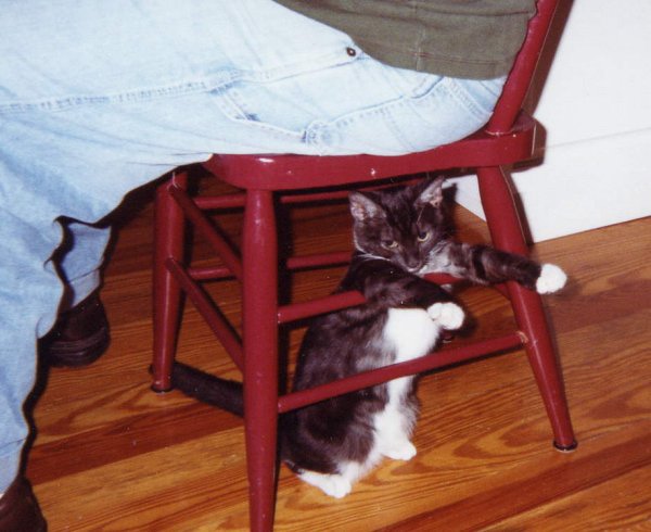 Kitten hanging out