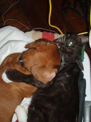 Cat chewing on dog's skull