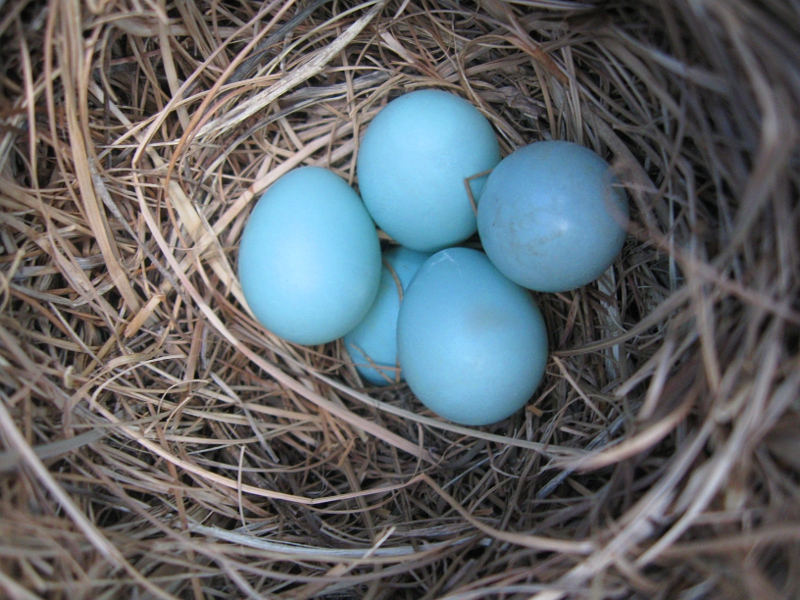 Robin eggs