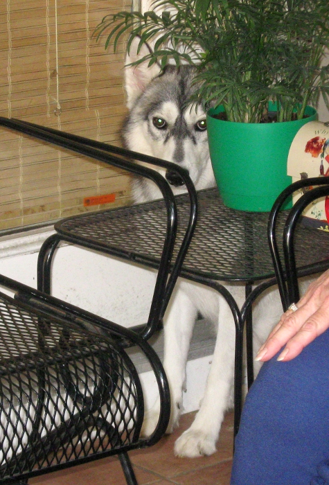 Shy husky