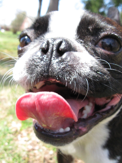 Happy Boston Terrier