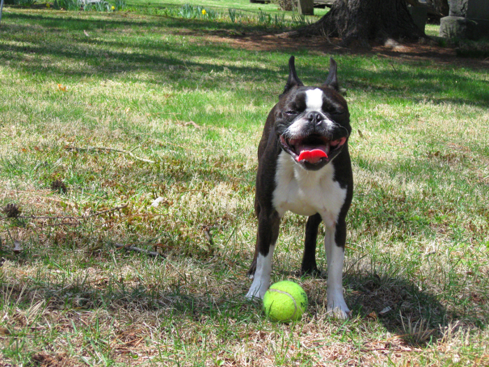 Victorious Boston Terrier