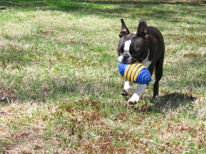 Boston Terrier with toy the size of his head