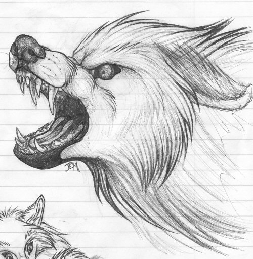 Snarling wolf sketch