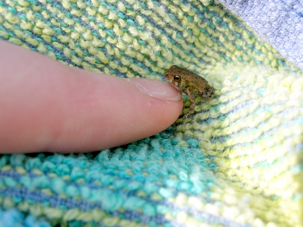 A tiny spring peeper at Tygart Lake