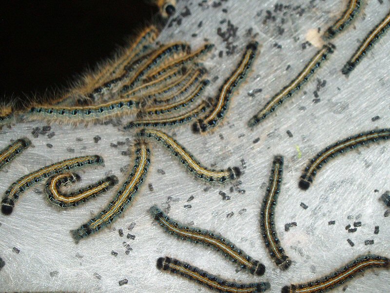 Tent caterpillars