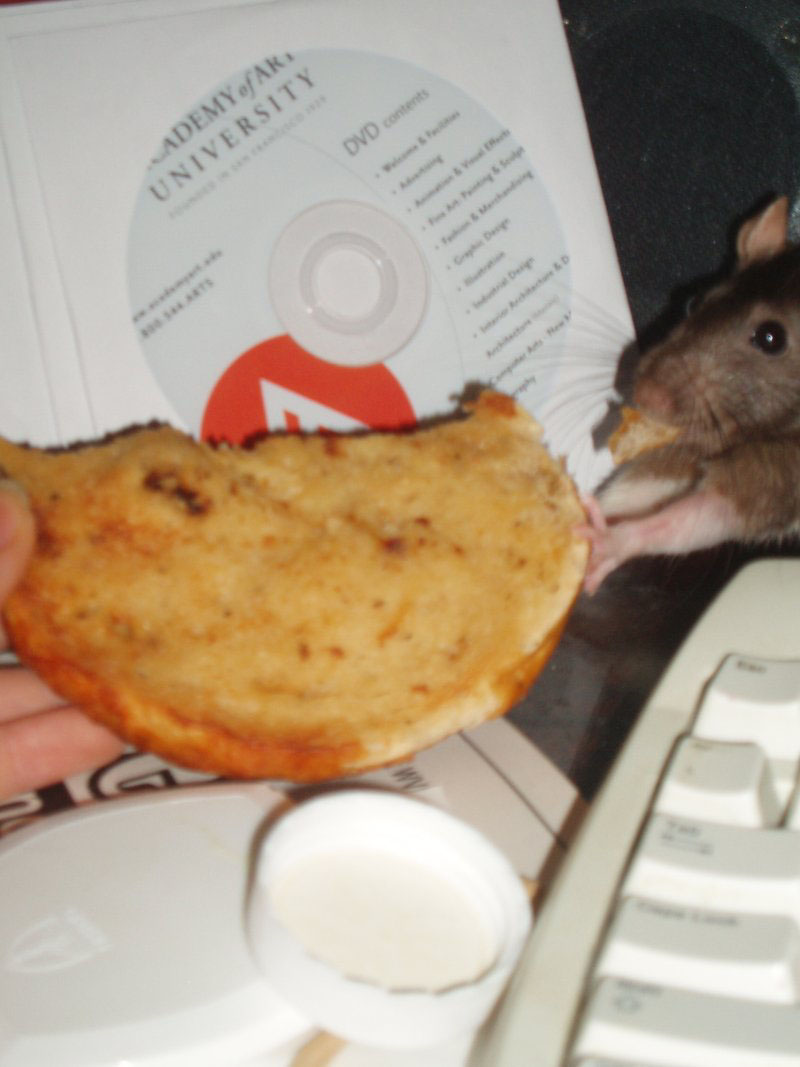 Pet rat stealing my bagel