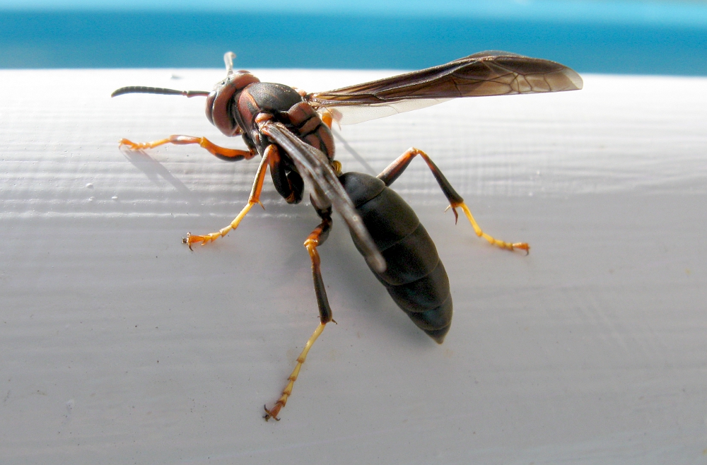 Wasp