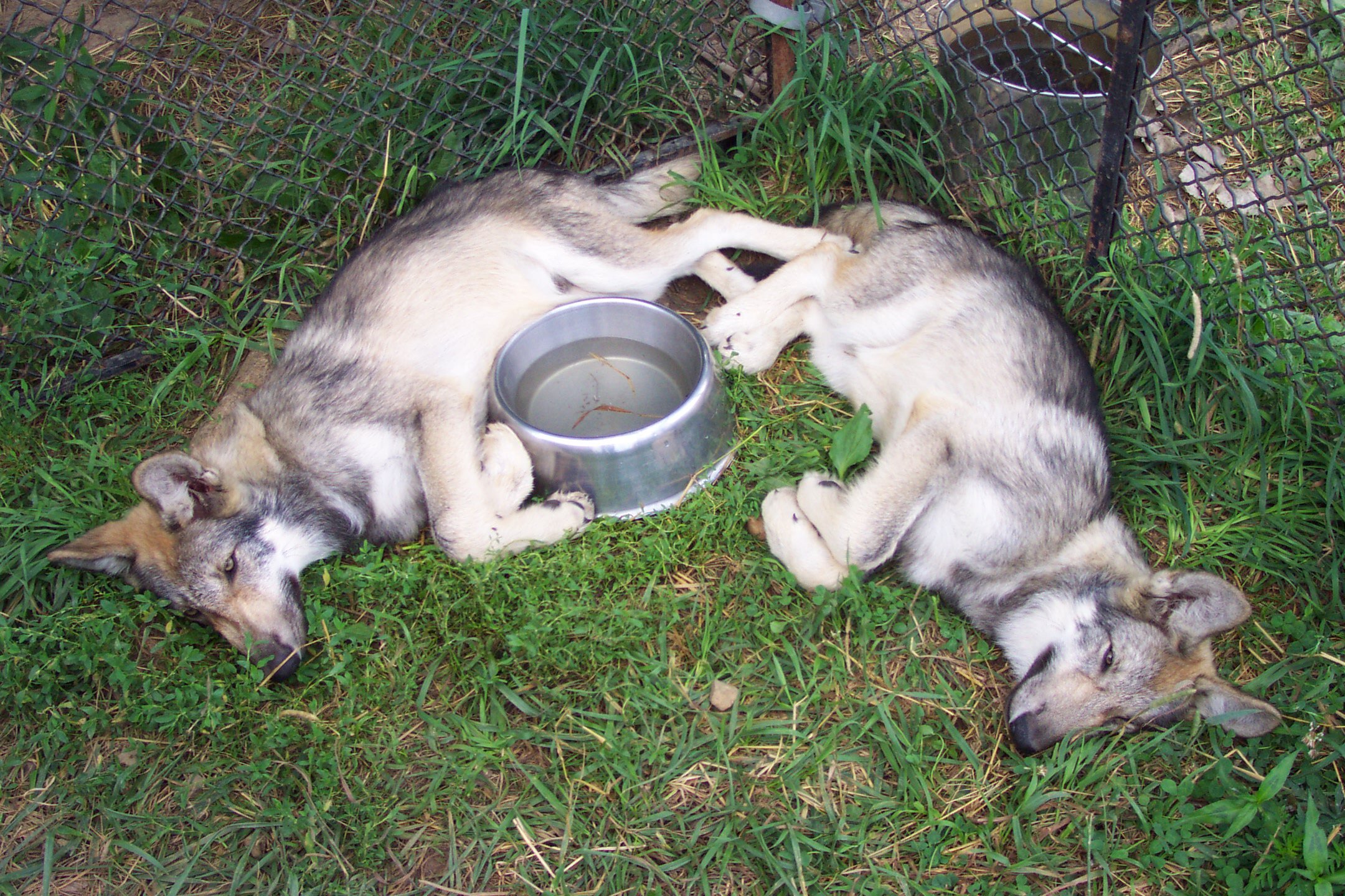 Wolf pups