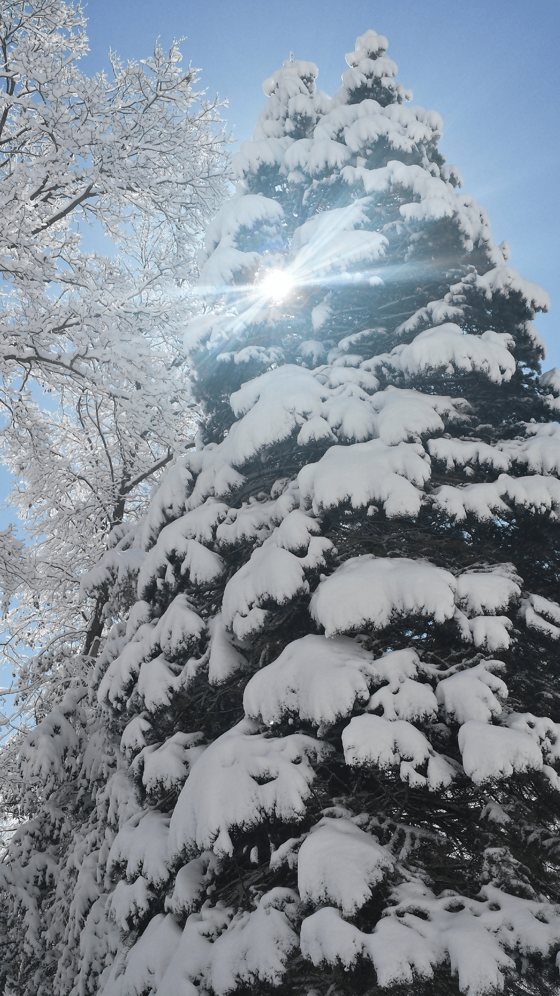 An image of sunlight shining through snow-covered tree branches.