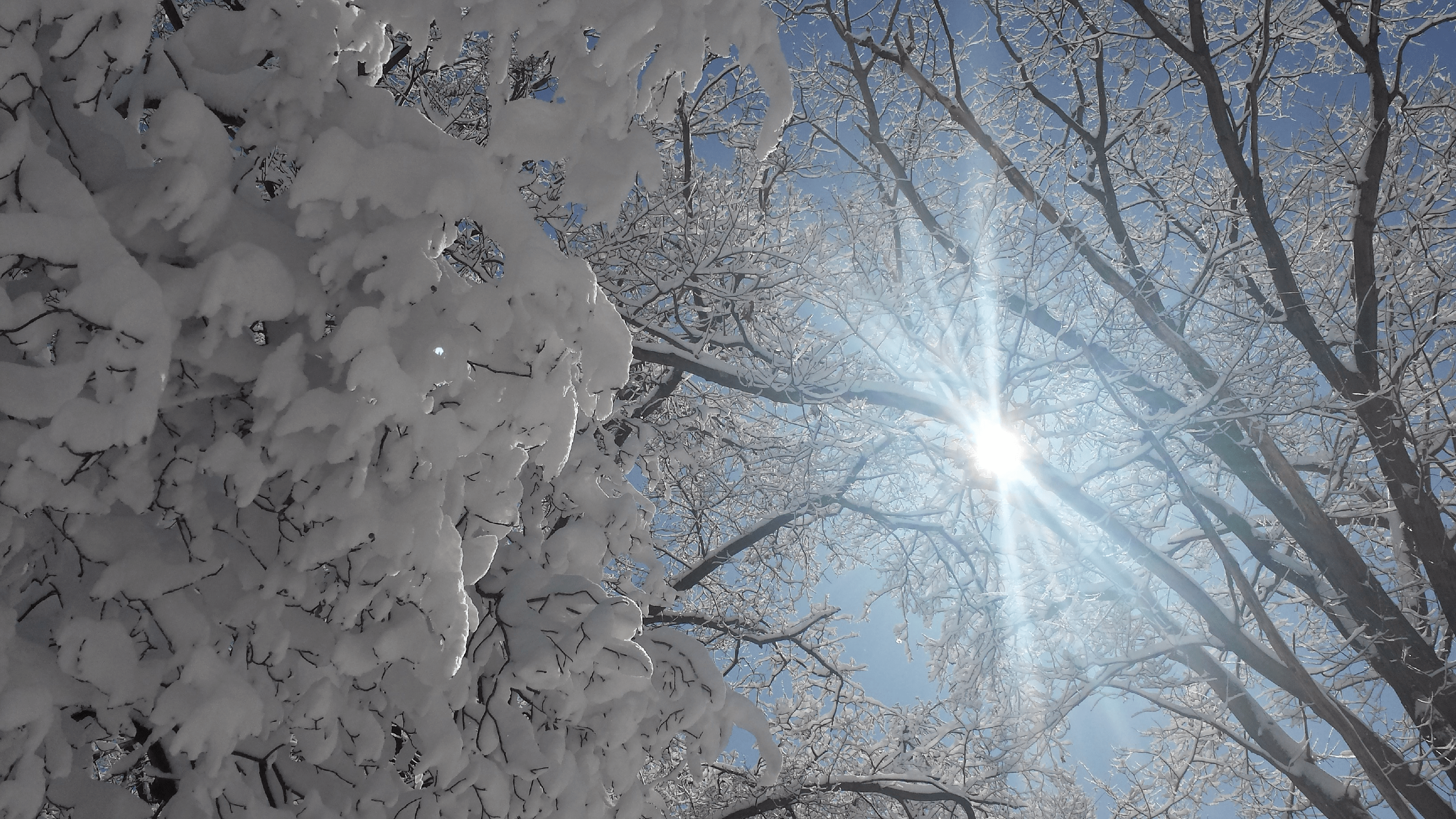 An image of sunlight shining through snow-covered tree branches.