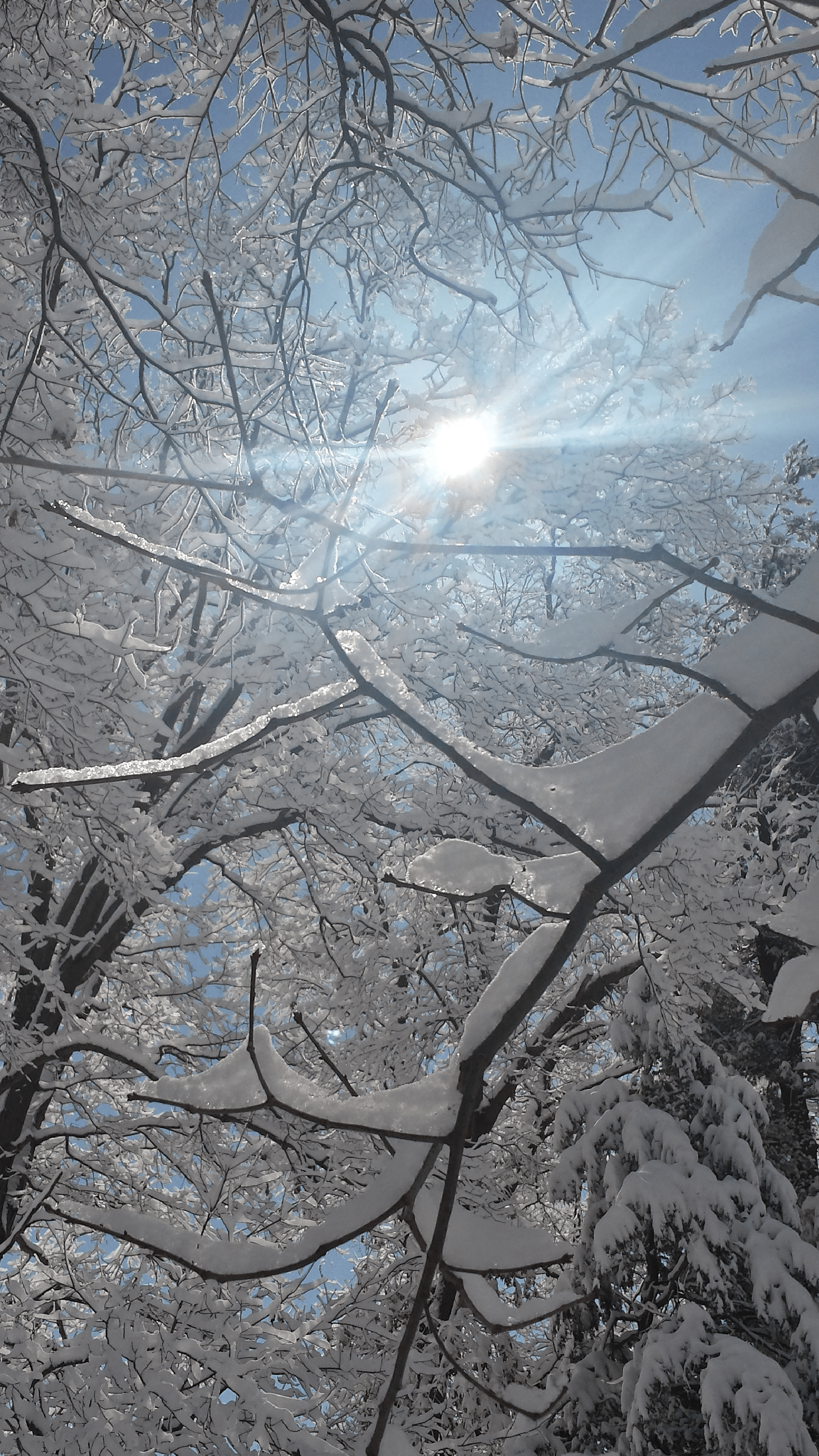 An image of sunlight shining through snow-covered tree branches.